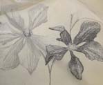 Тюль с растительным рисунком